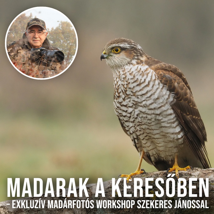 Madarak a keresőben – Exkluzív madárfotós Workshop Szekeres Jánossal